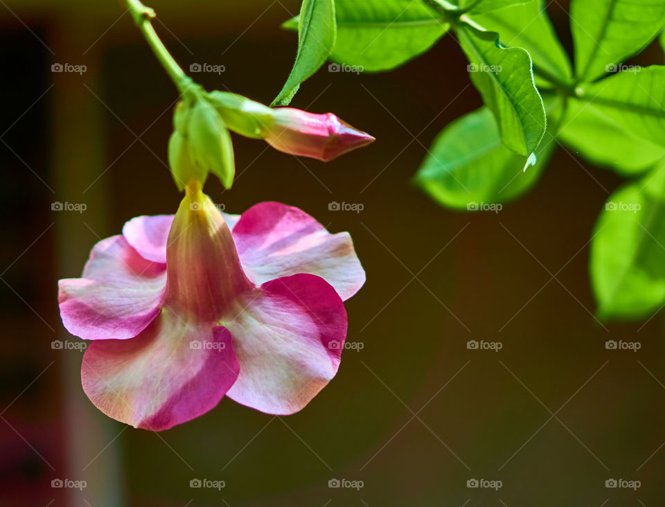 Floral photography - Allamanda - Pleasant sun light