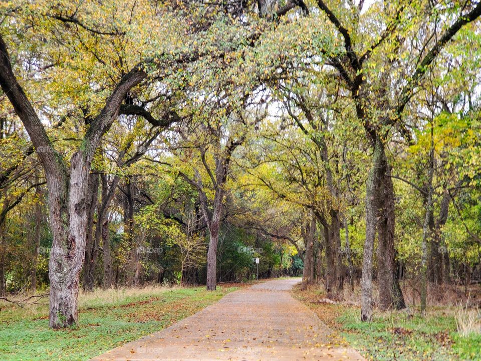 Hiking path in the fall surrounded by fall yellow leaves on trees and brown leaves on the floor.