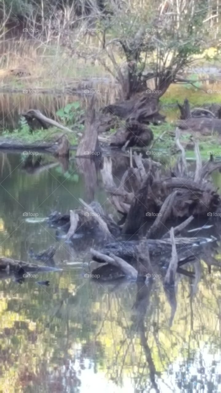 Summer Pond