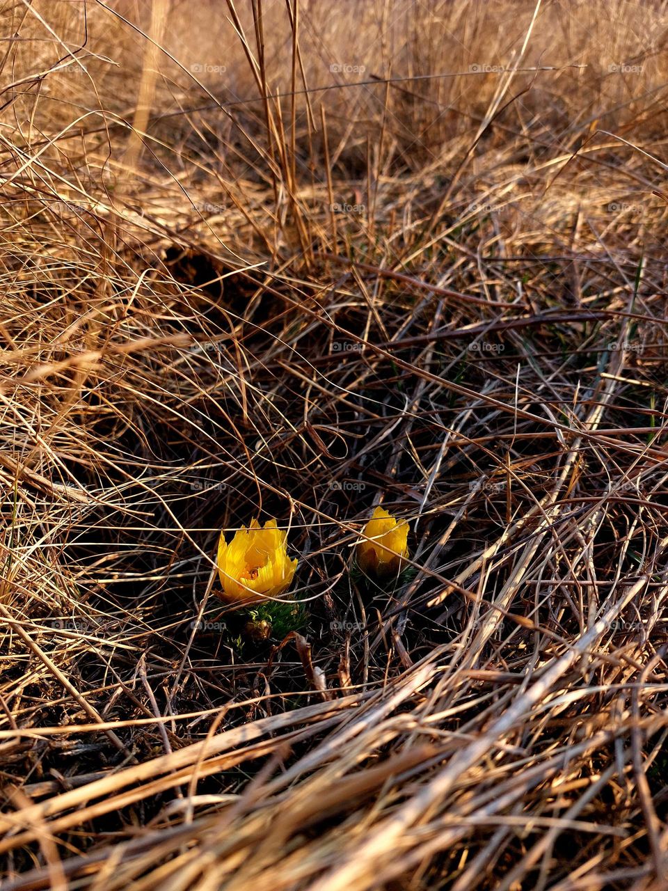 Battle: Summer vs. Spring