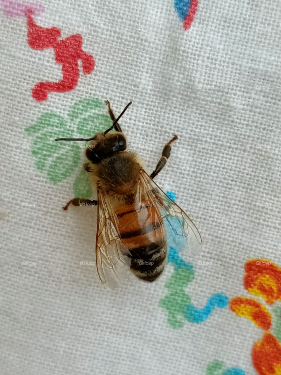 a macro pic of a resting bee on a tablecloth