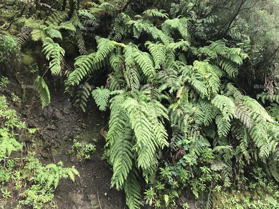 Discovering Tenerife 