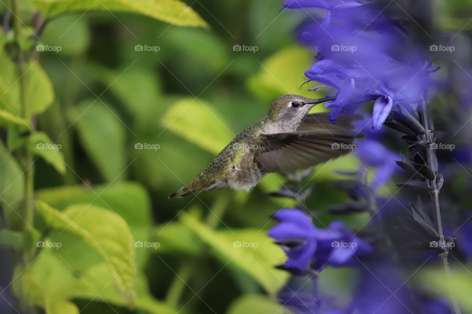 Hummingbird by the purple flowers 