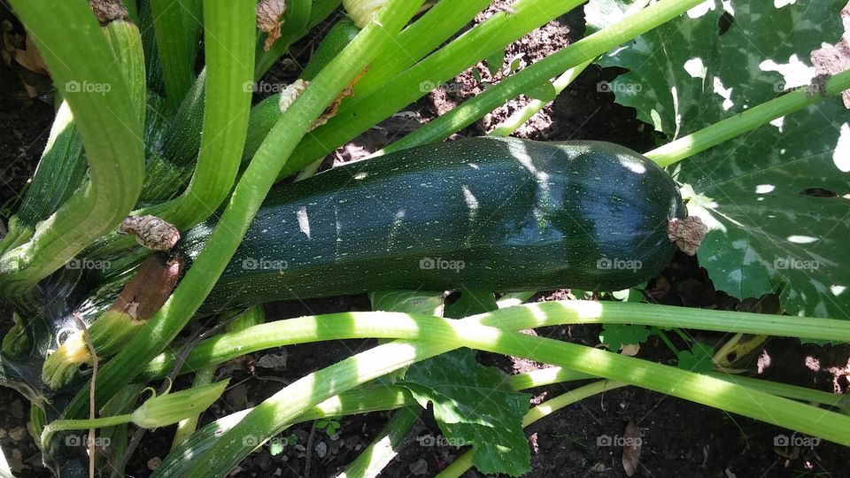 Nature, Food, Garden, Vegetable, Flora