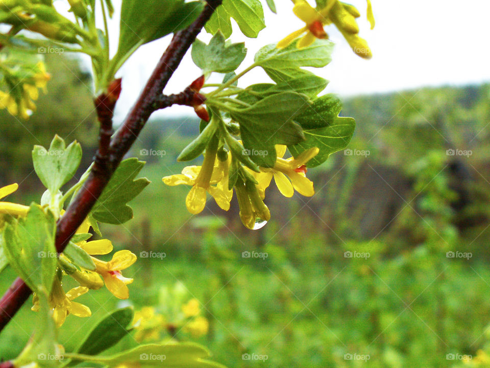 Drops of rain on the grass and spring foliage