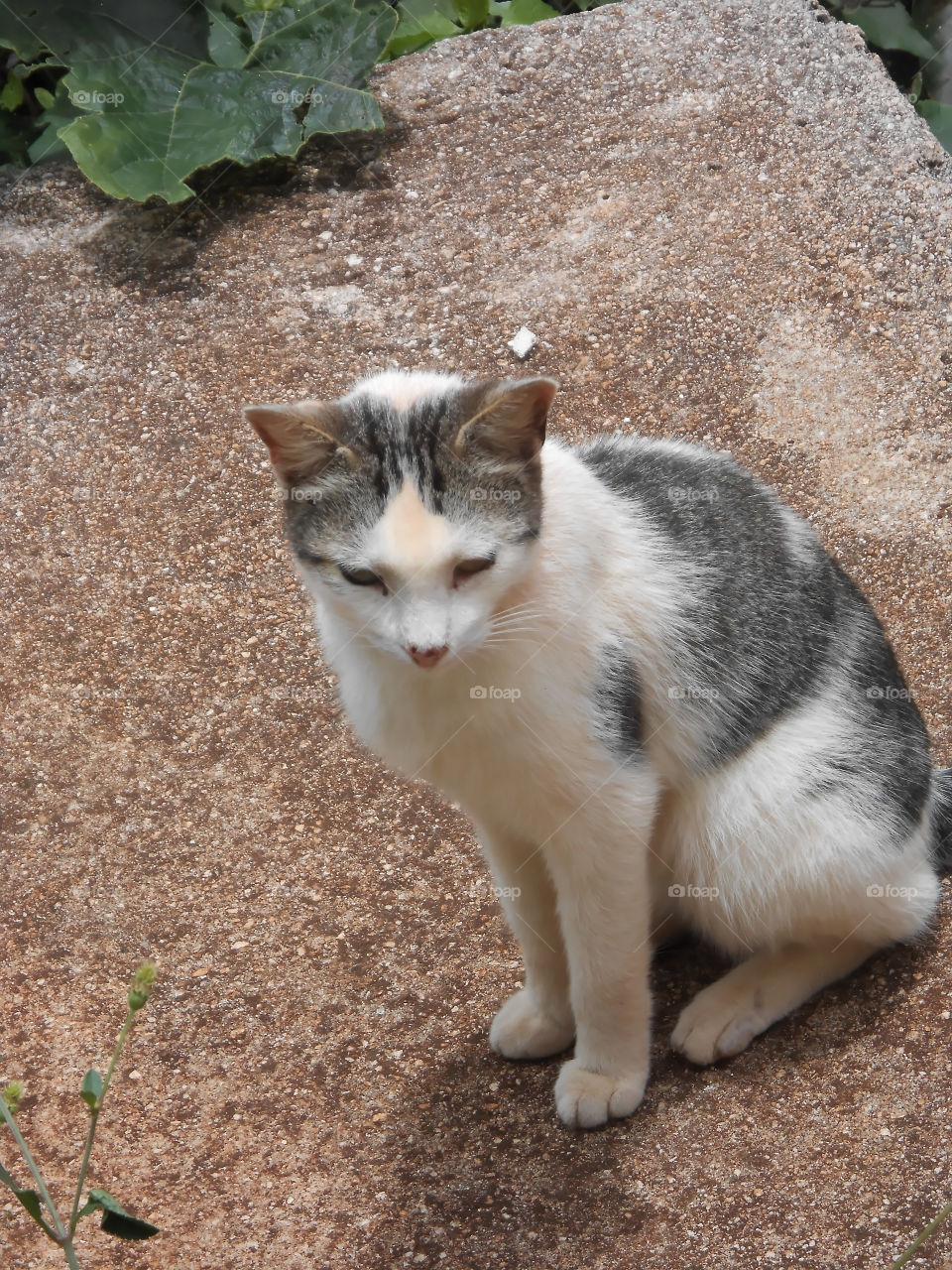 Sitting Cat Looks Downward