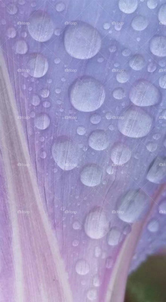 Raindrops on Purple Morning Glory