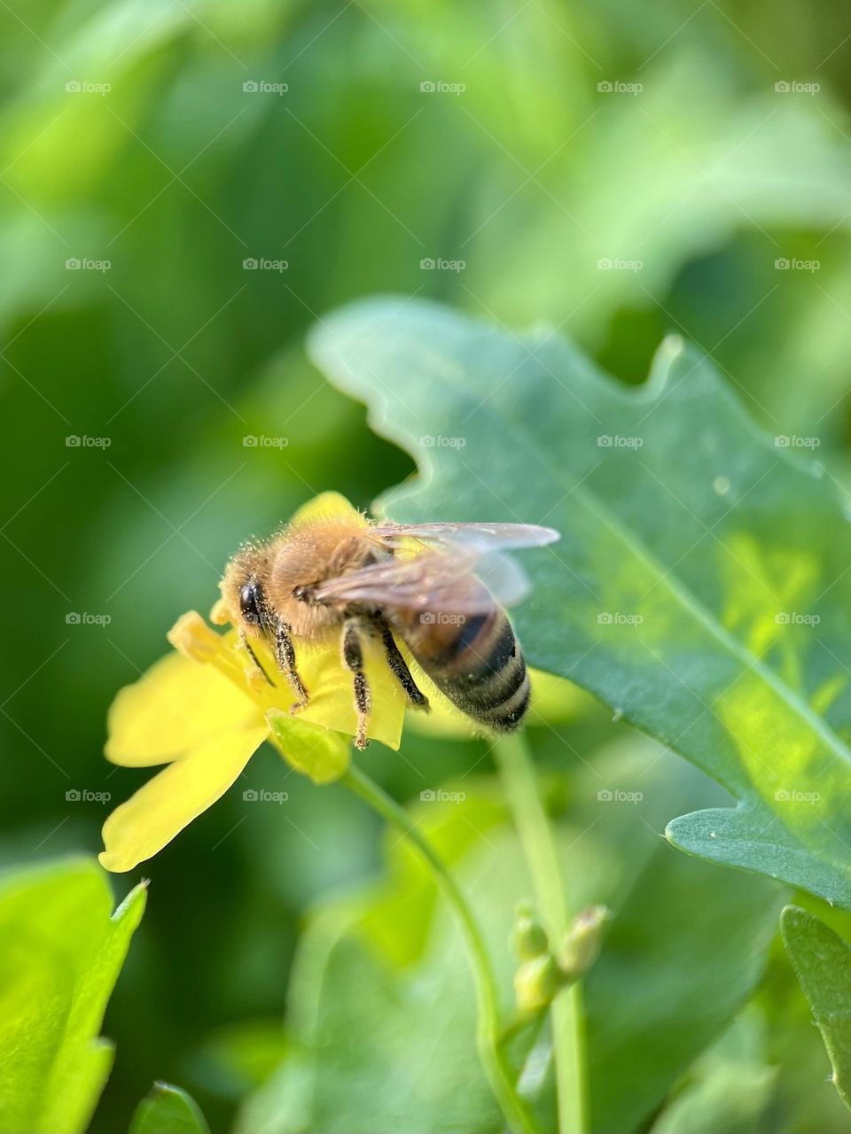 Bee at work