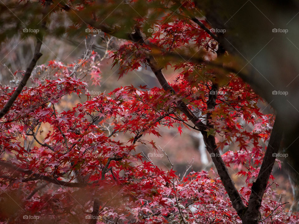 Autumn Leaves Japan 2017