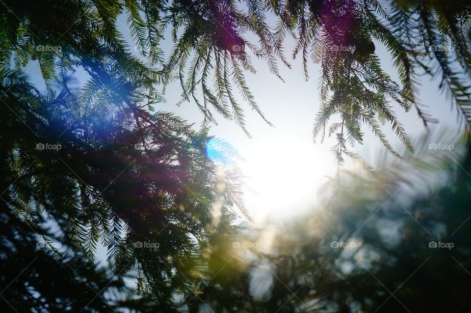 Cypress Sun