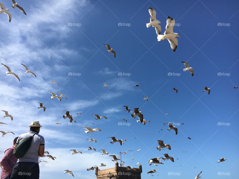 Seagulls 
Sky 