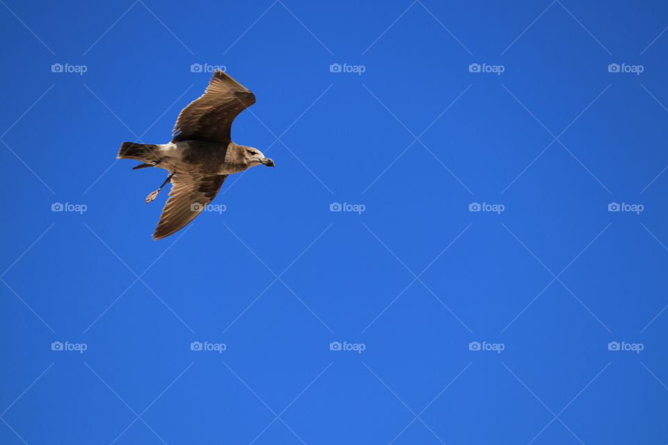 Soaring gull closeup 