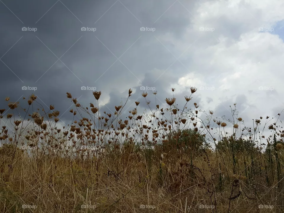 Storm