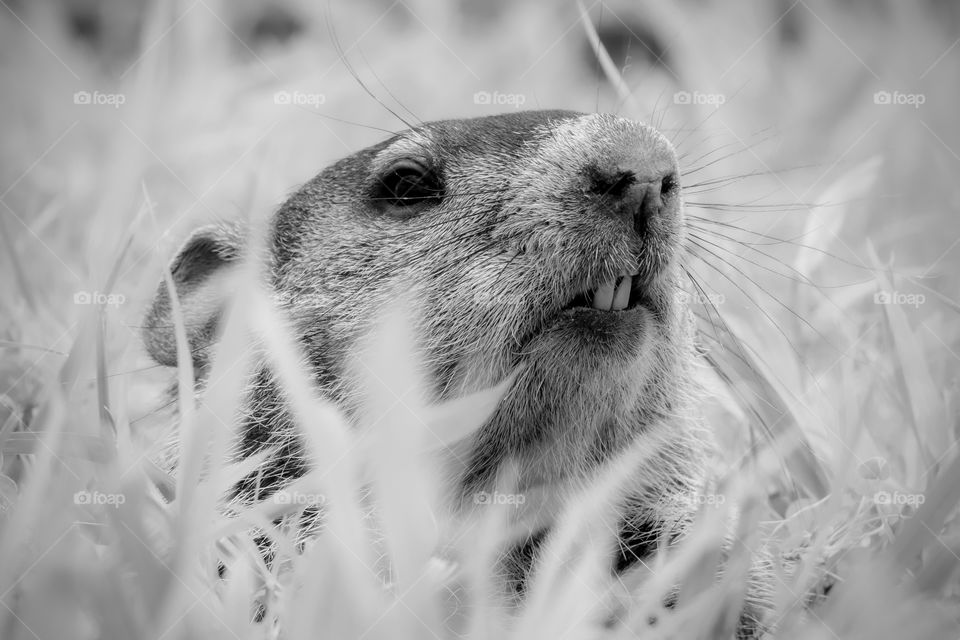 A juvenile groundhog peeks out of its burrow to survey the area. Raleigh, North Carolina. 