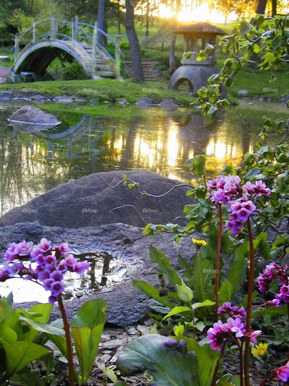 Springtime Phlox. Beautiful springtime pink phlox at the edge of a pond where the evening sun adds a warm glow to this Japanese garden