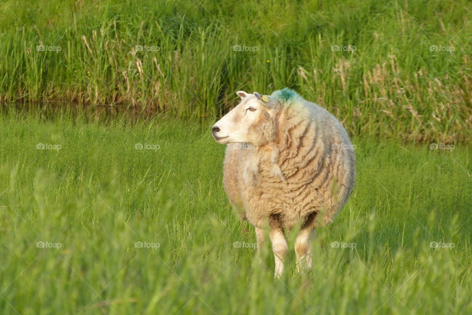 sheep in the pasture