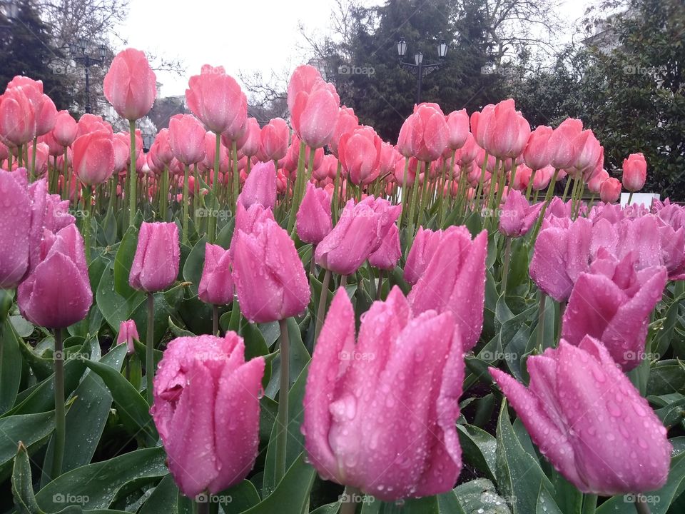 Rose tulips