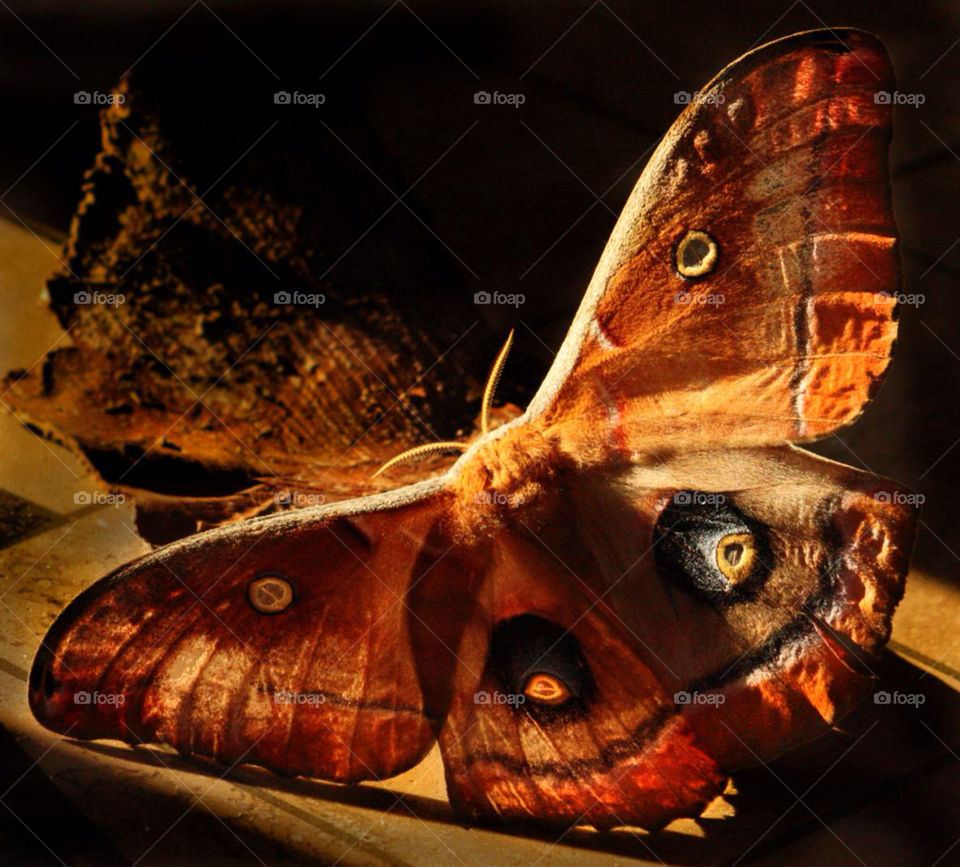 Polyphemus moth