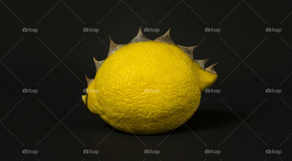Yellow lemon with gray spikes on black background