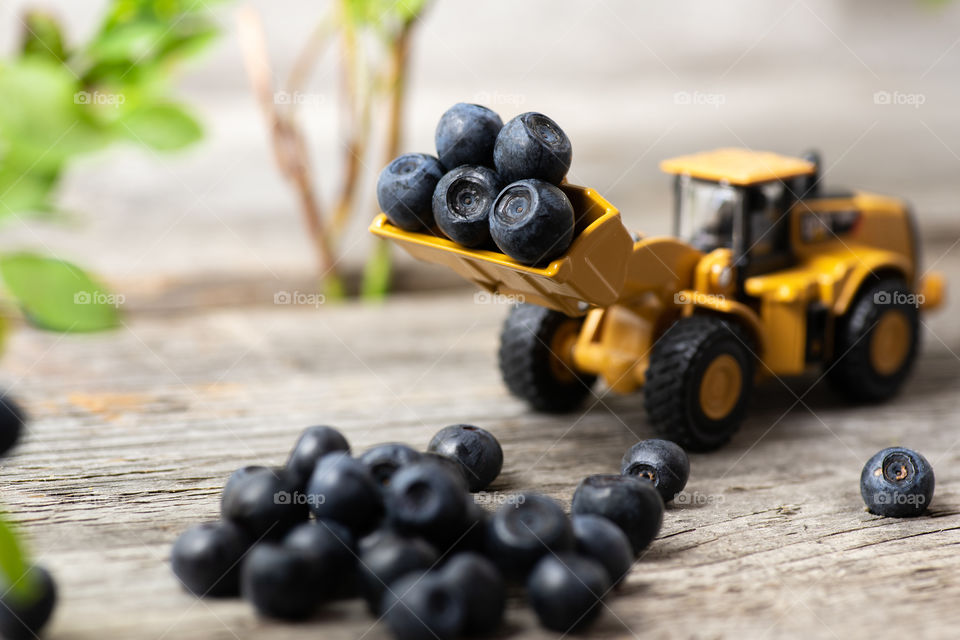 Wheel loader loaded with blueberries