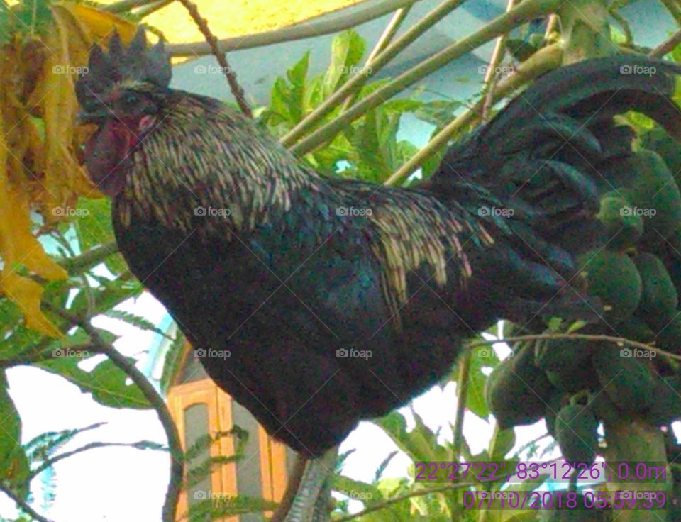 This is a very beautiful kadaknath black hen.