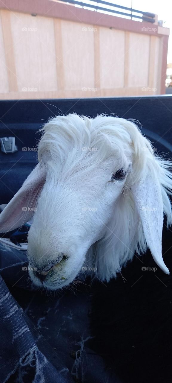 Beautiful Najdi sheep