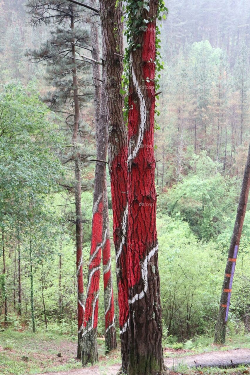 Painted trees on a forest.