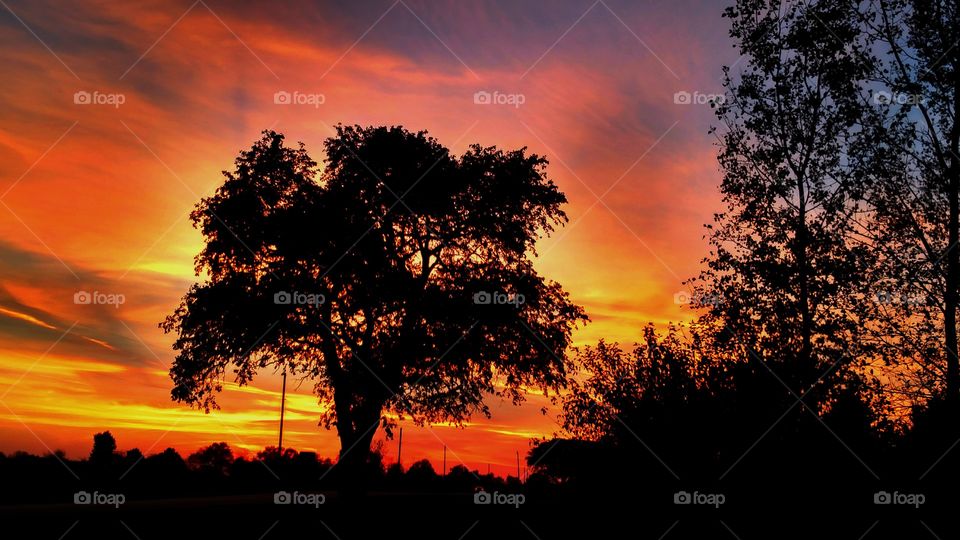 sunset orange clouds tree silhouette fall