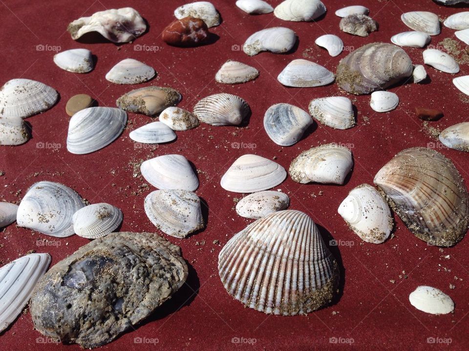 Beach Treasures