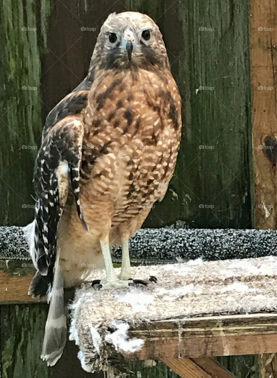 Red hawk of Ohio 