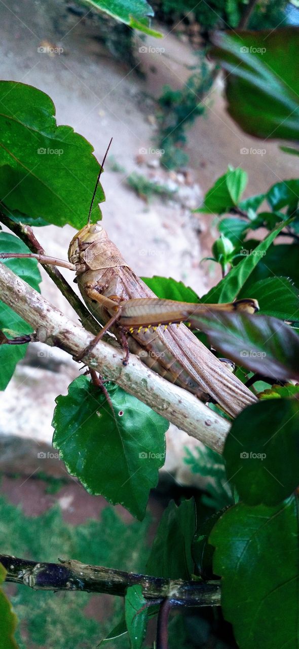 The grasshopper perched on the hibiscus plant