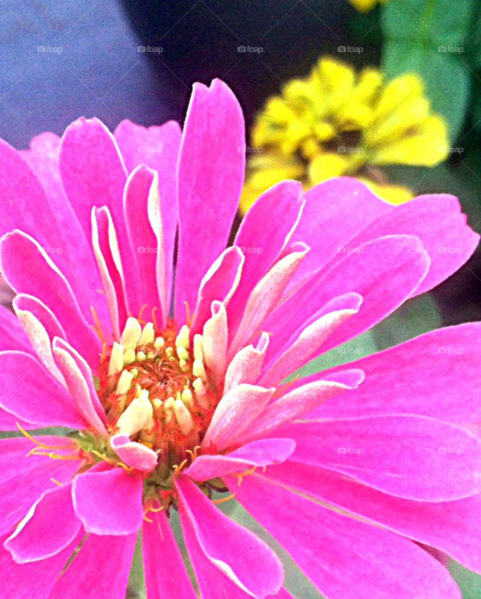 Pink beauty . A Xenia in full bloom