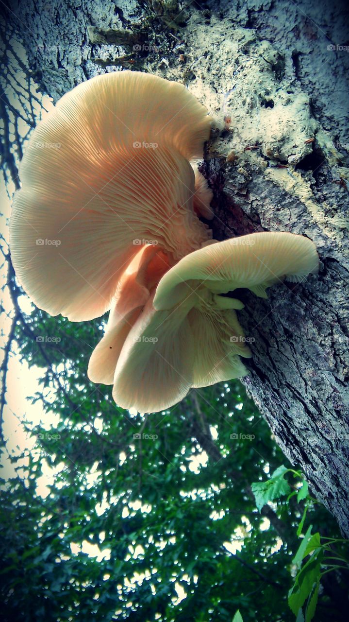 Nature, No Person, Outdoors, Fungus, Wood