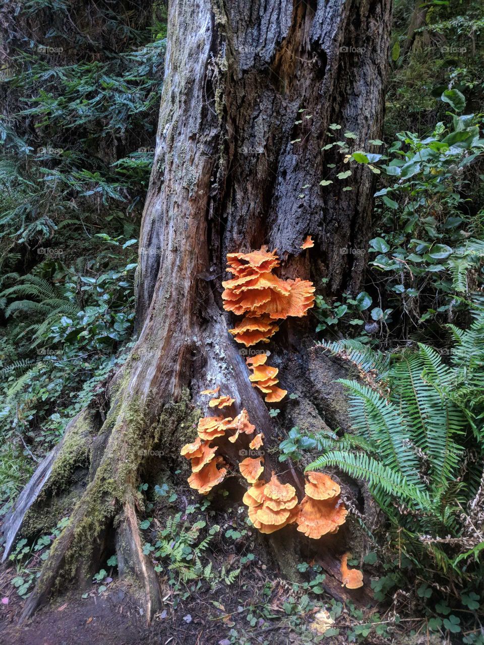 Bright Orange Fungus Growing on Redwood Tree in the Forest/Grove of Redwood National Park in Northern California