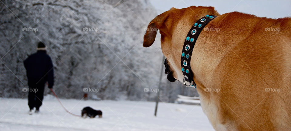 Roja in the snow