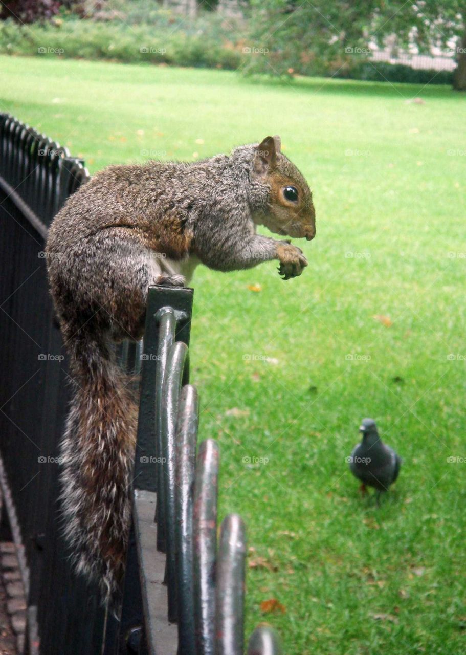 the squirrel and the pigeon