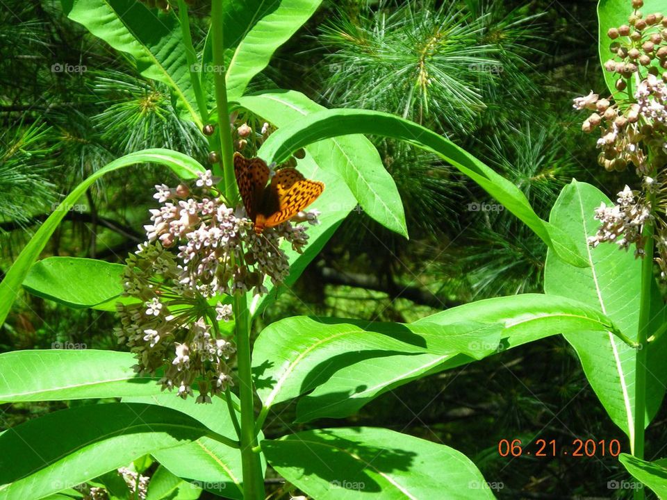 butterfly picture