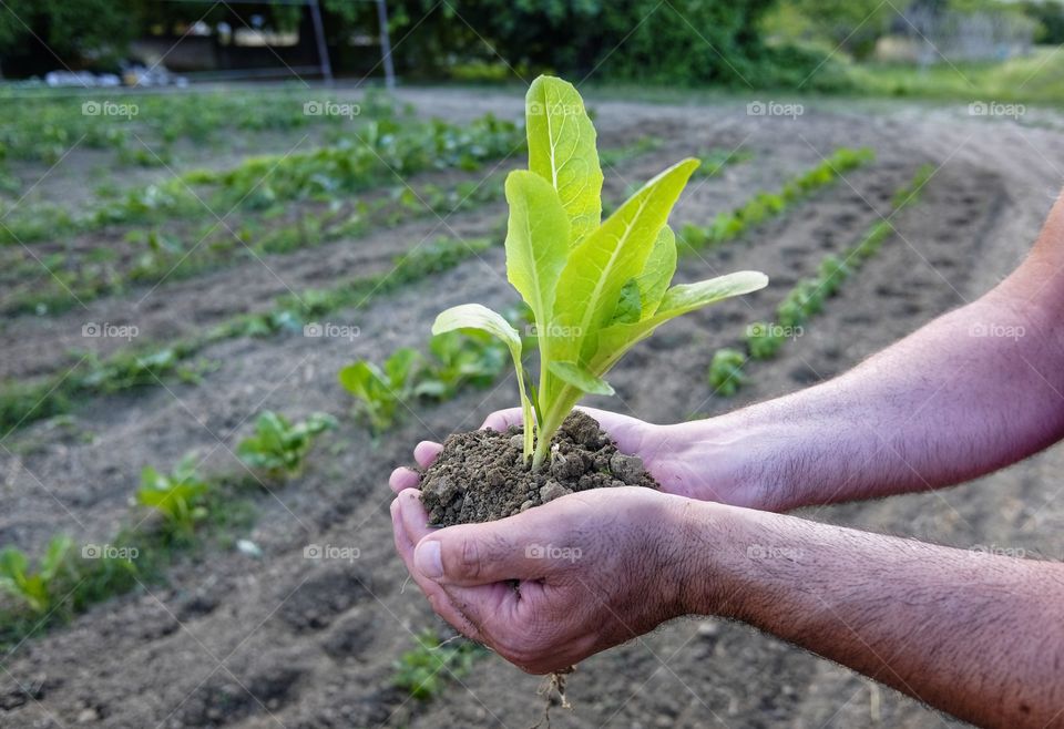 seedling in hands
