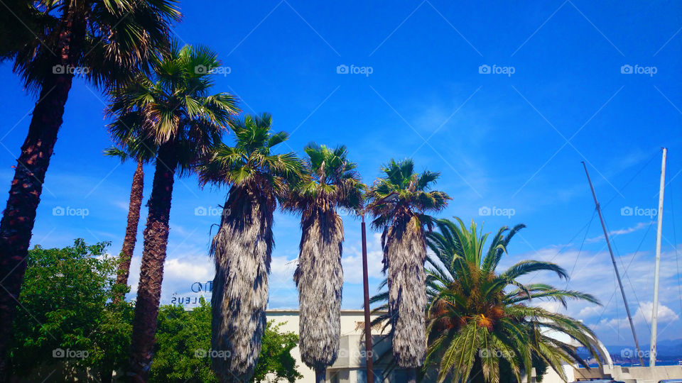 palms