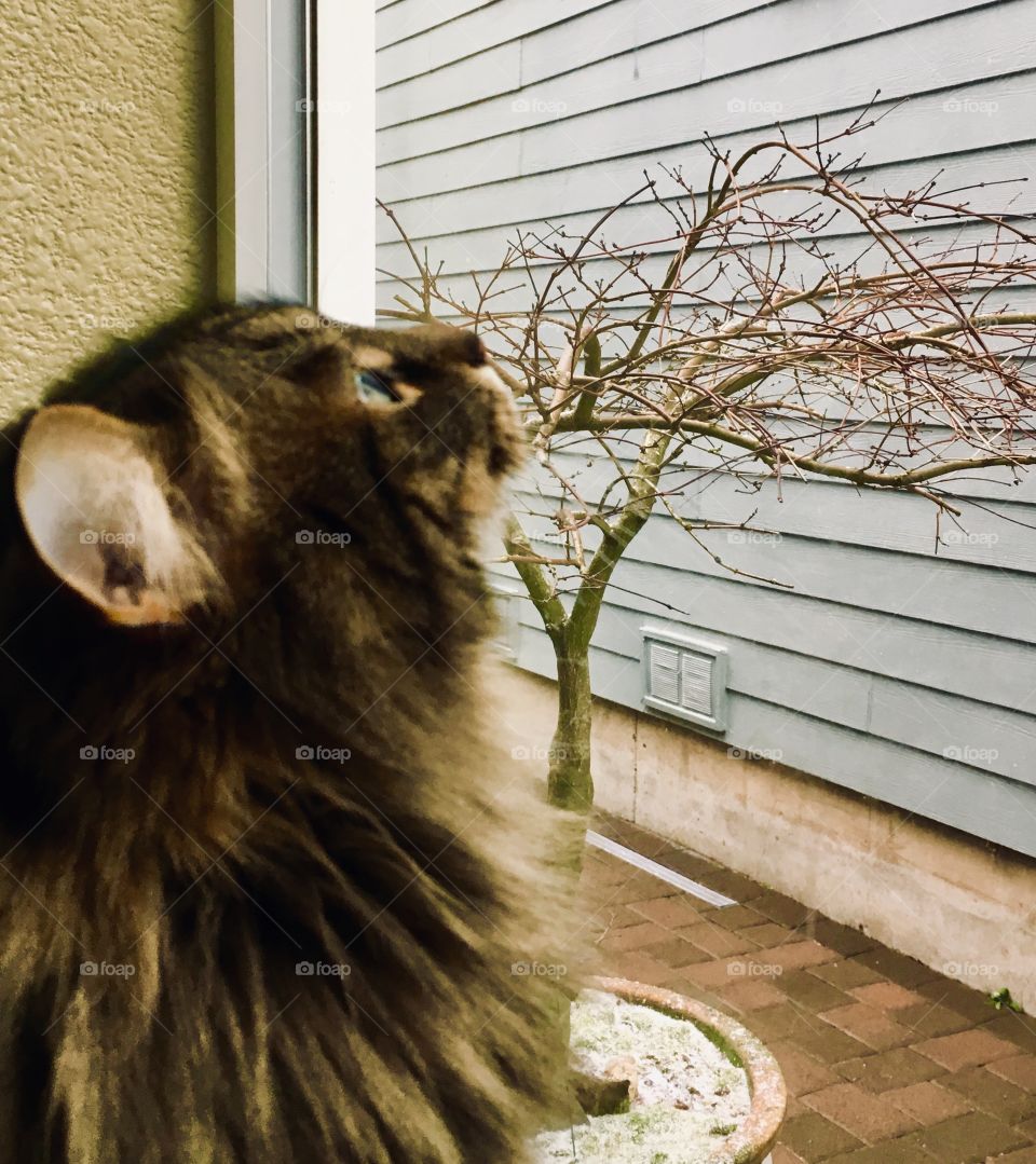 Waiting for snowfall 2