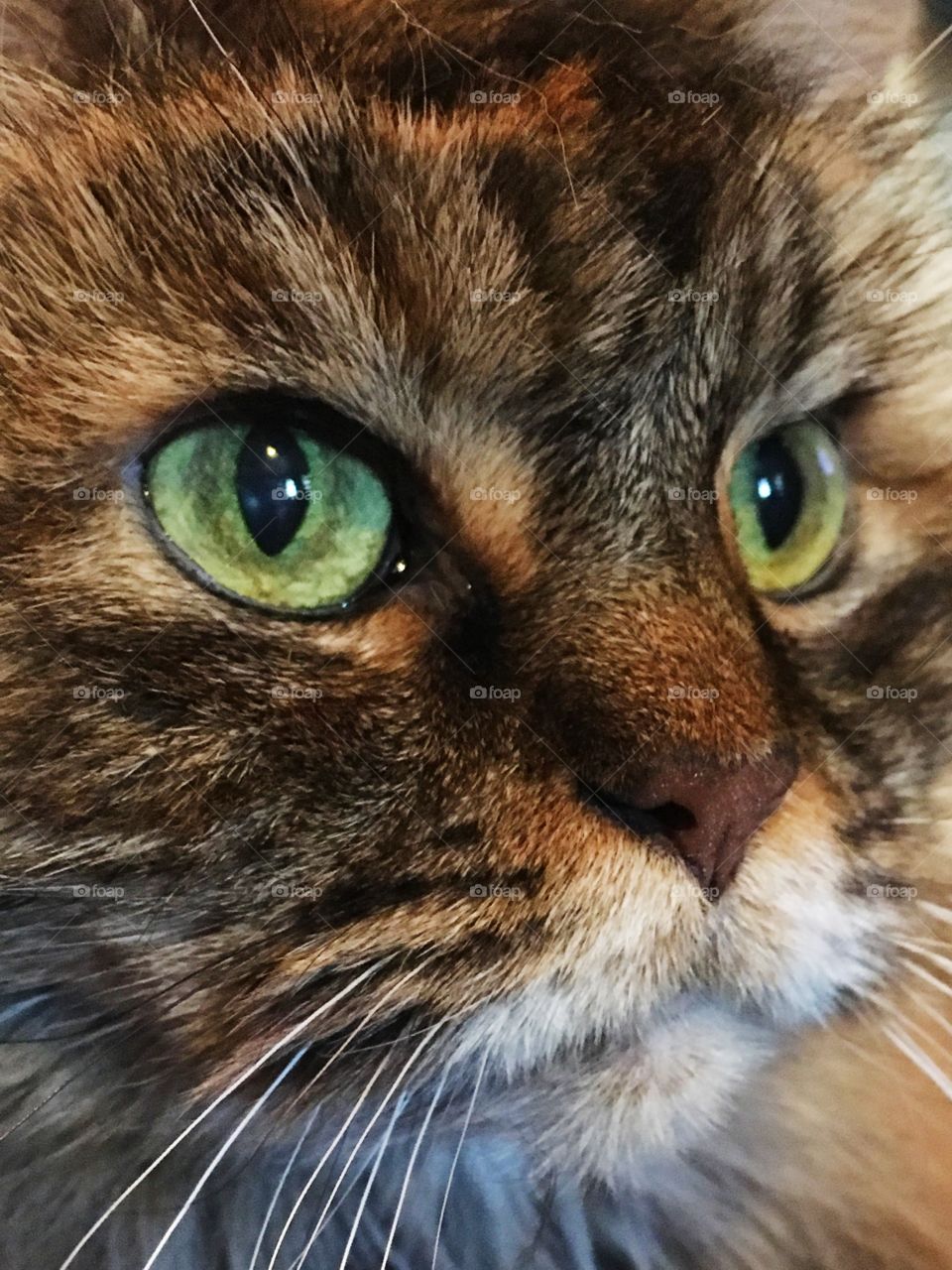 Maine Coon cat closeup. 