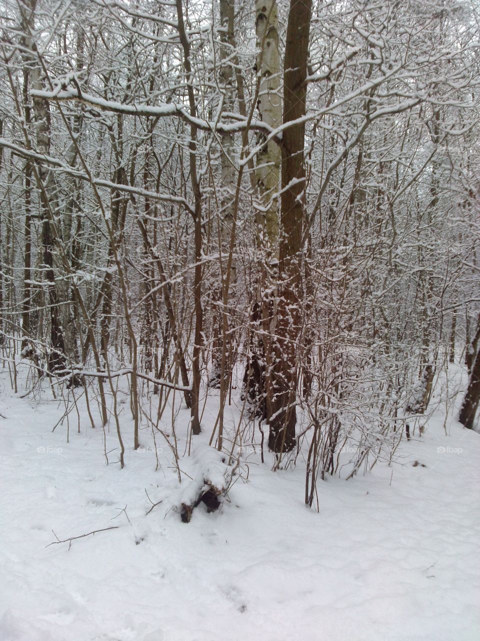 frozen forest