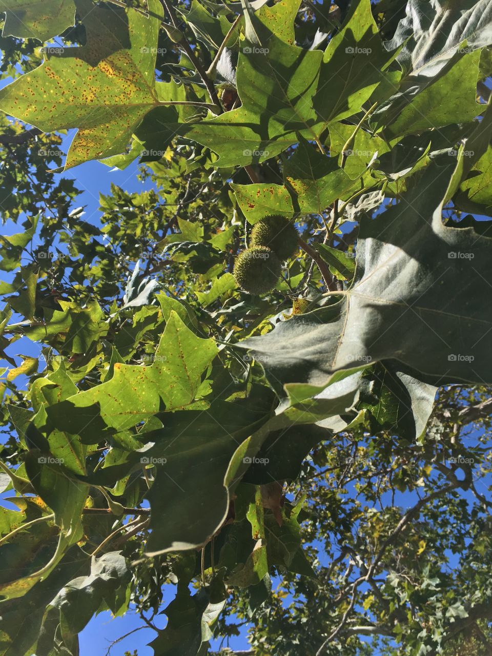 Leaves and fruit