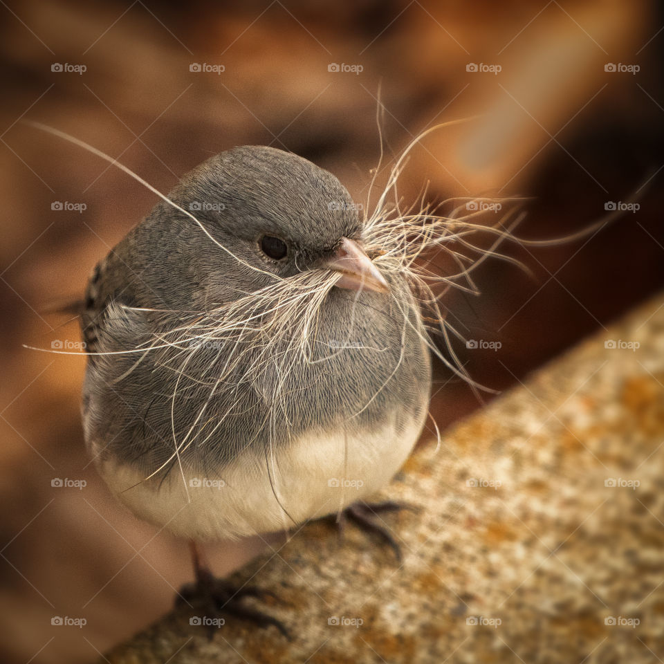 Spring nesting season