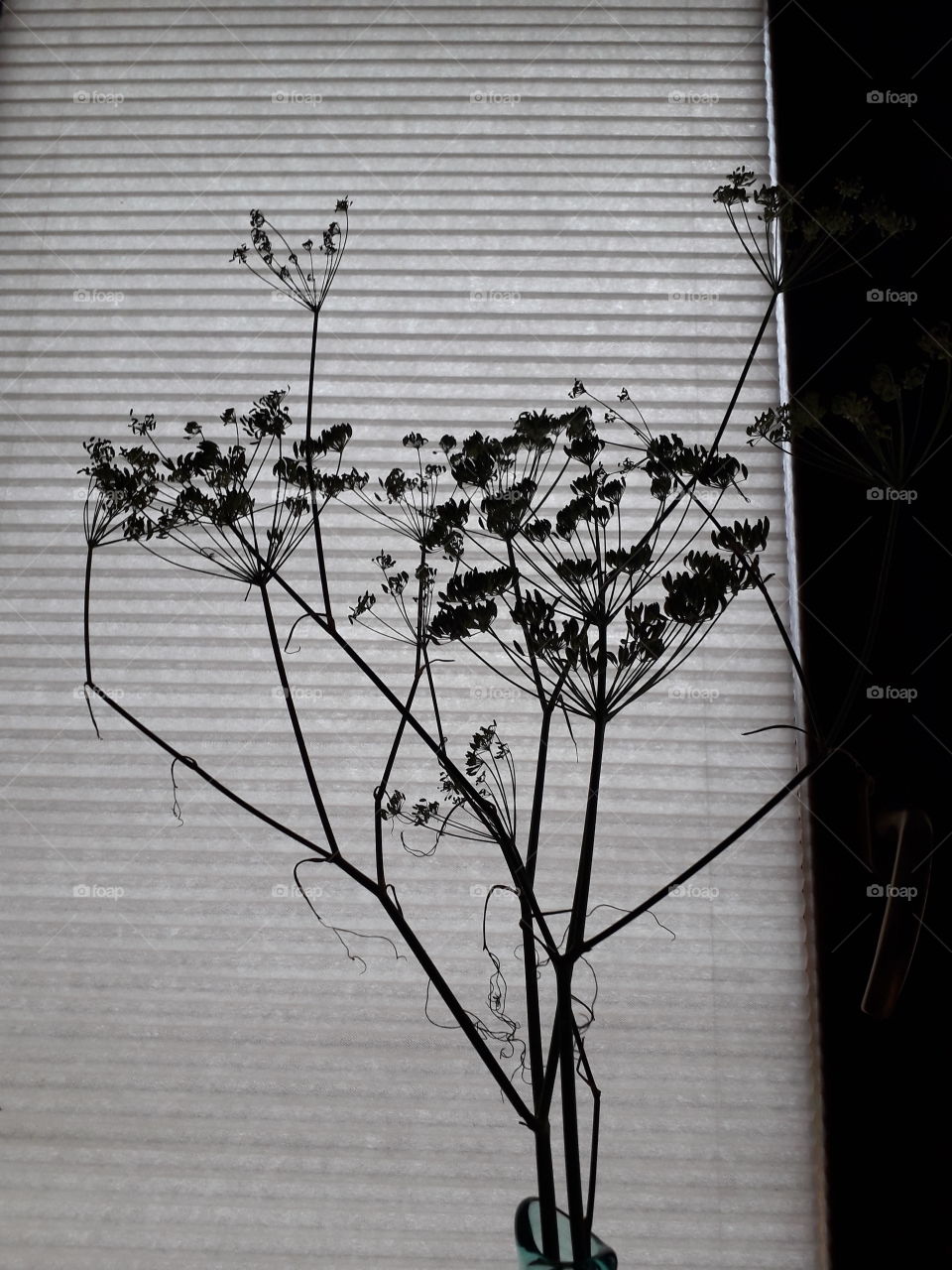 fennel's silhouette in the window