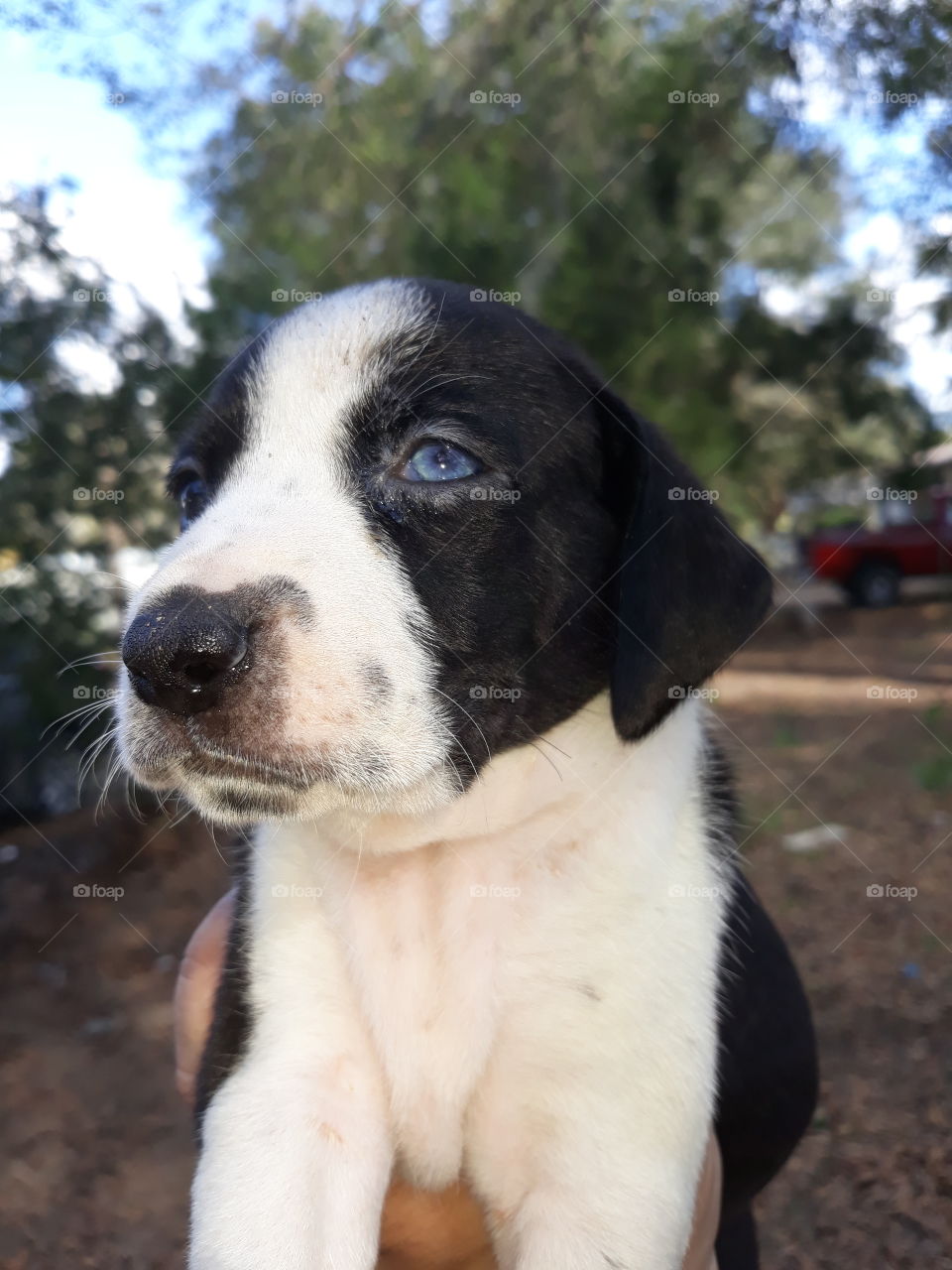 1 blue eyed pup