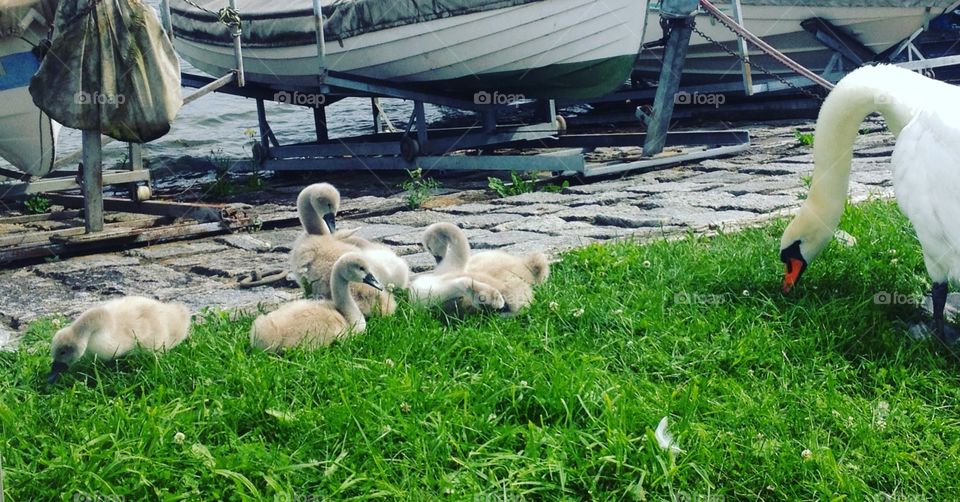 Mother Swan and her Kids