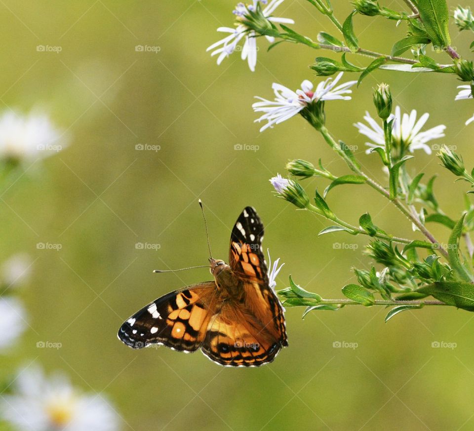Painted Lady Butterfly on a White Flower