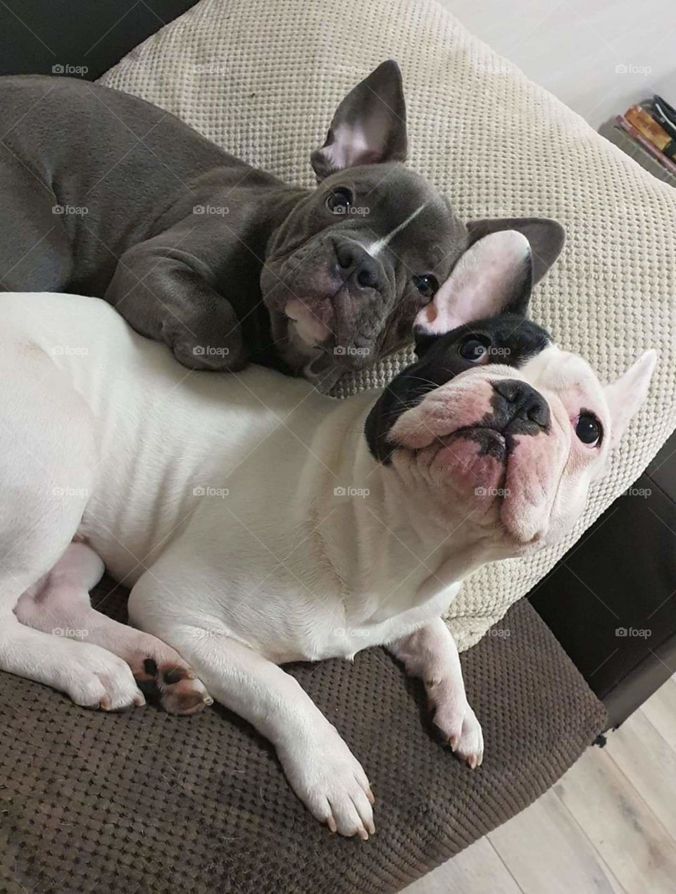 frenchie x2