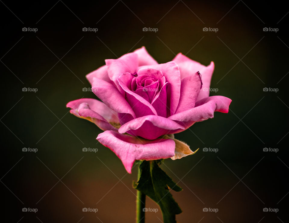 Pink Rose
